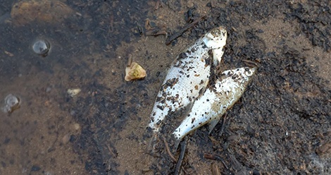 Салдинка рассказала о мёртвой рыбе на берегу Исинского водохранилища
