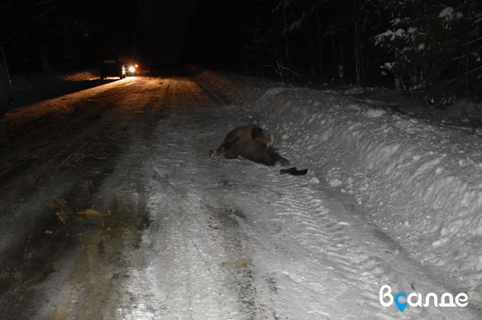 Салдинец за рулём «Сузуки» сбил лося на алапаевской дороге