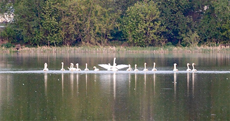 Лебеди на салдинском пруду