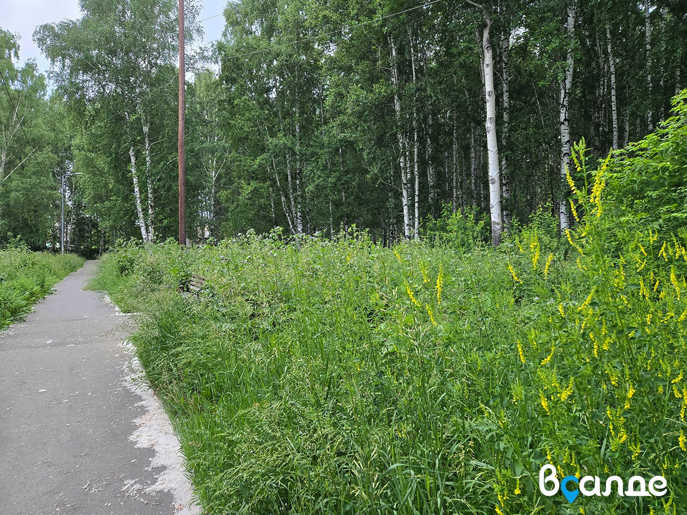 Благоустроили и забросили. В Верхней Салде перестали ухаживать за парком Базанова Благоустроили и забросили. В Верхней Салде перестали ухаживать за парком Базанова
