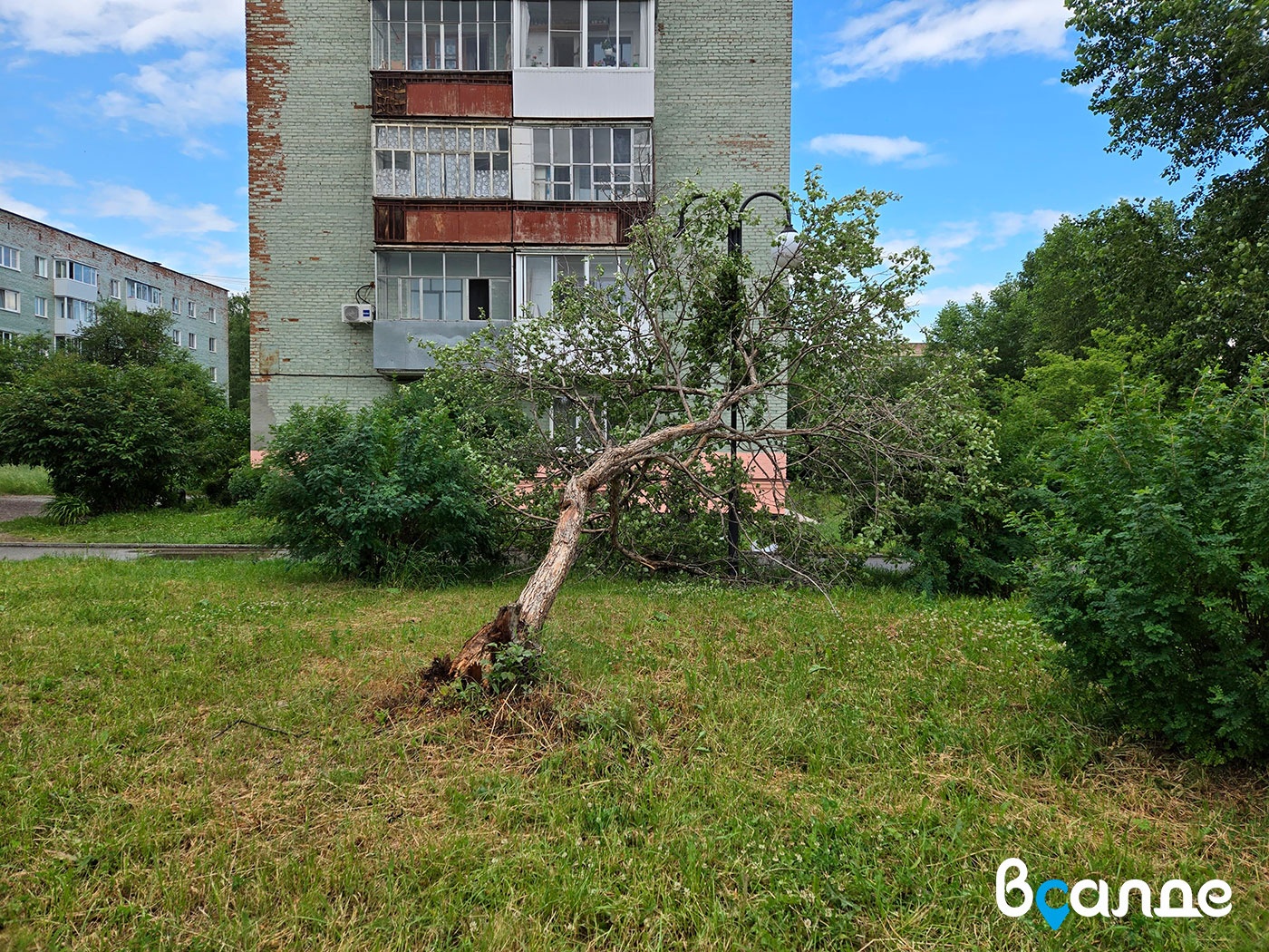 Дерево упало на Комсомольской аллее в Верхней Салде. Пострадал фонарь Дерево упало на Комсомольской аллее в Верхней Салде. Пострадал фонарь