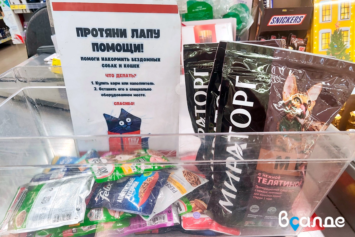 «Протяни лапу помощи». Зооволонтёры и «Магнит» проводят благотворительную акцию «Протяни лапу помощи». Зооволонтёры и «Магнит» проводят благотворительную акцию