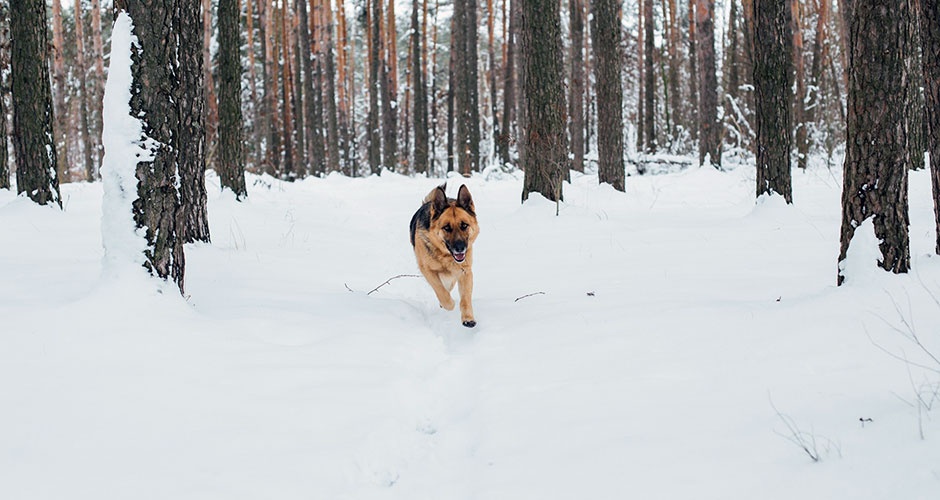 Собака спасла 85‑летнюю жительницу посёлка Басьяновский Собака спасла 85‑летнюю жительницу посёлка Басьяновский