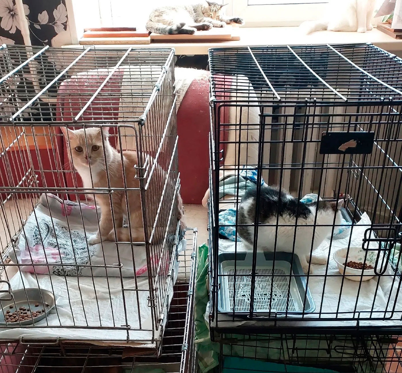 Власти Верхней Салды забыли про приют для животных? Власти Верхней Салды забыли про приют для животных?