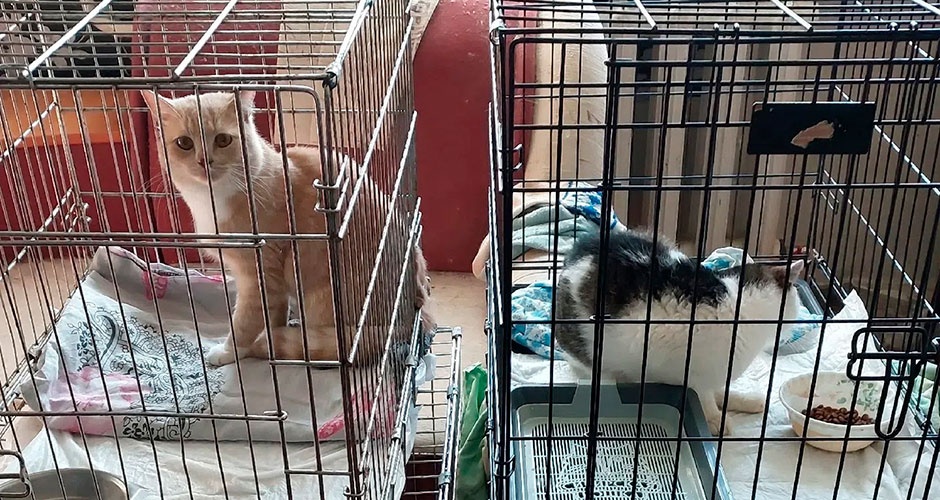 Власти Верхней Салды забыли про приют для животных? Власти Верхней Салды забыли про приют для животных?